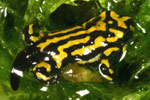 Southern Corroboree Frog (Pseudophryne corroboree) Copyright Amphibian Research Centre.