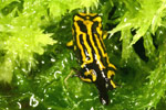 Southern Corroboree Frog (Pseudophryne corroboree) Copyright Amphibian Research Centre.