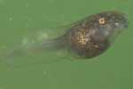 Spotted Marsh Frog (Limnodynastes tasmaniensis) Copyright Amphibian Research Centre.