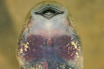 Lesueur's Tree Frog (Litoria lesueuri) Copyright Amphibian Research Centre.