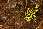The male Southern Corroboree Frog (Pseudophryne corroboree) guards the eggs in the nest. Copyright Amphibian Research Centre. Photograph by Gerry Marantelli.