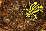 The male Southern Corroboree Frog (Pseudophryne corroboree) guards the eggs in the nest. Copyright Amphibian Research Centre. Photograph by Gerry Marantelli.