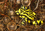 The male Southern Corroboree Frog (Pseudophryne corroboree) guards the eggs in the nest. Copyright Amphibian Research Centre. Photograph by Gerry Marantelli.