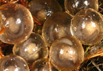 Southern Corroboree Frog (Pseudophryne corroboree) eggs in a nest. Copyright Amphibian Research Centre. Photograph by Gerry Marantelli.