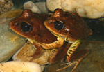 Great Barred Frogs (Mixophyes fasciolatus) in amplexus. Copyright Amphibian Research Centre.