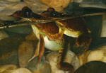 Great Barred Frogs (Mixophyes fasciolatus) in amplexus. Copyright Amphibian Research Centre.
