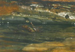Mixophyes fasciolatus caught in the act of spawning. They deposit their sticky eggs on a rock overhanging the water. Copyright Amphibian Research Centre.