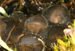 Victorian Smooth Froglet (Geocrinia victoriana) eggs. Copyright Amphibian Research Centre.