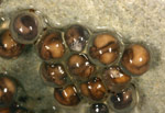 Great Barred Frog (Mixophyes fasciolatus) eggs stuck to an overhanging ledge. The tadpoles will eventually drop into the water. Copyright Amphibian Research Centre.