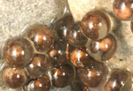 Great Barred Frog (Mixophyes fasciolatus) eggs stuck to an overhanging ledge. The tadpoles will eventually drop into the water. Copyright Amphibian Research Centre.