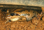 Striped Marsh Frog (Limnodynastes peroni) Copyright Amphibian Research Centre.