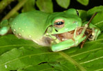 Green Tree Frog (Litoria caerulea) eating a cricket. Copyright Amphibian Research Centre.