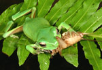 Green Tree Frog (Litoria caerulea) eating a cricket. Copyright Amphibian Research Centre.