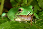 Green Tree Frog (Litoria caerulea) eating a cricket. Copyright Amphibian Research Centre.