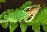 Green Tree Frog (Litoria caerulea) eating a cricket. Copyright Amphibian Research Centre.