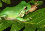 Green Tree Frog (Litoria caerulea) eating a cricket. Copyright Amphibian Research Centre.