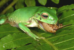 Green Tree Frog (Litoria caerulea) eating a cricket. Copyright Amphibian Research Centre.