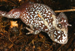 Frogs shed their skin in a process called "sloughing" (similarly to snakes). Here, a Bibron's Toadlet rolls on it's back to help remove the skin. Copyright Amphibian Research Centre.