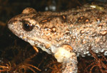 Frogs shed their skin in a process called "sloughing". Having removed the old skin, a Bibron's Toadlet is eating the remains. Copyright Amphibian Research Centre.