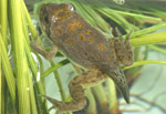 Spotted Marsh Frog (Limnodynastes tasmaniensis) Copyright Amphibian Research Centre.