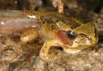 Southern Brown Tree Frog (Litoria ewingi) Copyright Amphibian Research Centre.
