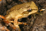 Southern Brown Tree Frog (Litoria ewingi) Copyright Amphibian Research Centre.
