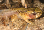 Southern Brown Tree Frog (Litoria ewingi) Copyright Amphibian Research Centre.