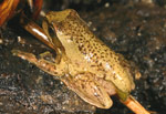 Southern Brown Tree Frog (Litoria ewingi) Copyright Amphibian Research Centre.