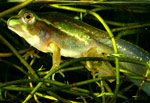 Growling Grass Frog (Litoria raniformis) Copyright Amphibian Research Centre.