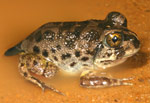 Common Spadefoot Toad (Neobatrachus sudelli) Copyright Amphibian Research Centre.