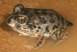 Common Spadefoot Toad (Neobatrachus sudelli) Copyright Amphibian Research Centre.