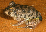 Common Spadefoot Toad (Neobatrachus sudelli) Copyright Amphibian Research Centre.