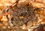 Baw Baw Frog (Philoria frosti) Copyright Amphibian Research Centre.