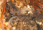 Baw Baw Frog (Philoria frosti) Copyright Amphibian Research Centre.