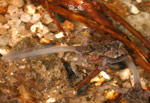 Baw Baw Frog (Philoria frosti) Copyright Amphibian Research Centre.