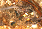 Baw Baw Frog (Philoria frosti) Copyright Amphibian Research Centre.