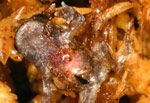 Baw Baw Frog (Philoria frosti) Copyright Amphibian Research Centre.