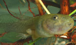 Spotted Marsh Frog (Limnodynastes tasmaniensis) Copyright Amphibian Research Centre.