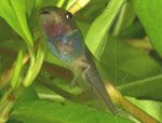 Southern Brown Tree Frog (Litoria ewingi) Copyright Amphibian Research Centre.