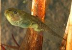 Verreaux's Tree Frog (Litoria verreauxi) Copyright Amphibian Research Centre.