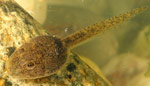 Great Barred Frog (Mixophyes fasciolatus) Copyright Amphibian Research Centre.