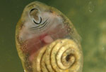 This close-up view of a Great Barred Frog tadpole clearly shows the beak, the tooth rows, and even the intestines. Copyright Amphibian Research Centre.