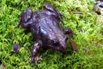 Baw Baw Frog (Philoria frosti) Copyright Claire Steel. Photograph by Claire Steel.