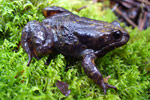 Baw Baw Frog (Philoria frosti) Copyright Claire Steel. Photograph by Claire Steel.