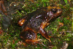 Baw Baw Frog (Philoria frosti) Copyright Dave Black. Photograph by Dave Black.