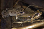 Eastern Sign-bearing Froglet (Crinia parinsignifera) Copyright Scott Eipper. Photograph by Scott Eipper.