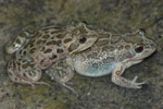 Spotted Marsh Frog (Limnodynastes tasmaniensis) Copyright Scott Eipper. Photograph by Scott Eipper.