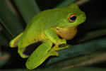 Red-eyed Tree Frog (Litoria chloris) Copyright Scott Eipper. Photograph by Scott Eipper.