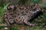 Tusked Frog (Adelotus brevis) Copyright Scott Eipper. Photograph by Scott Eipper.