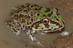 New Holland Frog (Cyclorana novaehollandiae) Copyright Scott Eipper. Photograph by Scott Eipper.